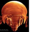 What lives in belowground soils: some surprises, scientists have discovered.