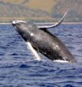 A humpback whale calf breaching off Hawaii.