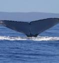 A humpback whale shows its fluke off Hawaii. An individual's fluke has distinctive markings and coloration.