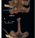 This figure shows the anatomical position of the Manis rib. (A) Two vertebrae with the Manis rib inserted into its correct anatomical position. The blue arrow points to the embedded point fragment. (B) Side view of mastodon vertebrae with the Manis rib inserted into its correct anatomical position, with the trajectory of the point indicated. (C) Mastodon skeleton showing the location of ribs 12 to 14.