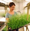 Elizabeth Haswell, Ph.D., assistant professor of biology in Arts & Sciences at Washington University in St. Louis, in a growth chamber with her "lab rats," <I>Arabidopsis</I> plants she uses to understand how plants respond to touch, gravity and other mechanical forces. If wild-type <I>Arabidopsis</I> plants are touched frequently. their growth is stunted.