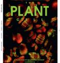 Giant, ill-formed chloroplasts on the cover of <I>The Plant Cell</I>. Mutations in two MscS-like proteins in the membranes of <I>Arabdopsis</I> chloroplasts prevent the chloroplasts from dividing properly. A protein that forms a ring at the site of chloroplast division was tagged with a green fluorescent protein; in a normal cholorplast there is just one ring; in these mutants there are many, indicating that the process that regulates ring assembly is defective.  Haswell's lab at Washington University in St. Louis was able to place the MscS homologs in a genetic pathway that is known to be important for chloroplast division. The take-home message, she says, is that if the chloroplasts can't control the tension in their membranes, they can't divide properly.