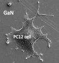This is a scanning electron microscope image of cell growth on GaN that has been coated with peptides.