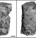 Micro-computed tomography reconstructions of bone formation (left) when the injury site experienced no mechanical force for seven weeks and (right) when mechanical forces were exerted on the injury site beginning after four weeks for a duration of three weeks. Study results showed that bone formation improved by 20 percent with delayed loading compared to when no force was applied, and strong tissue biomaterial integration was evident.