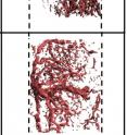Micro-computed angiography reconstructions of blood vessel formation in the area of the defect (top) when it experienced no mechanical force for seven weeks and (bottom) when mechanical forces were exerted on the injury site beginning after four weeks for a duration of three weeks. With delayed loading, the researchers observed a reduction in quantity and connectivity of blood vessels, but the average vessel thickness increased.