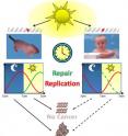 This diagram shows the relationship between DNA repair rates, time of day and skin cancer risk.