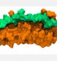 This image shows human fibronectin (orange) bound to fibronectin-binding protein A (green) from Staph.