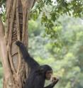 Junk DNA defines differences in humans and chimps.