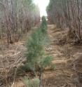 Salt cedars growing in Israel's Aravah Desert.