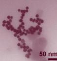 Clusters of roughly 30-nanometer gold nanoparticles imaged by transmission electron microscopy. (Color added for clarity.)