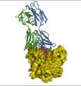 The increased potency of a new HIV antibody (green and blue), is explained by an insertion (pink) that contacts the inner domain of the HIV gp120 spike protein (yellow).