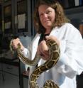 CU-Boulder professor Leslie Leinwand and her team have discovered that huge amounts of fatty acids circulating through the bloodstreams of feeding pythons promote healthy heart growth in the constricting snake, a study with implications for human heart heath.