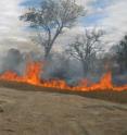 Princeton researchers report that savanna wildfires -- such as this one in South Africa -- maintain the balance between forest and savanna, but that these blazes may be susceptible to human activity. The border between the habitats could degenerate into patches of encroachment in some areas. The researchers suggest forests that experience less rainfall due to climate change could become more prone to land-clearing fires. At the same time, the breakup of the savanna through land use, fire-prevention measures and road construction could disrupt the natural path of fires, presenting an opportunity for forests to take root.