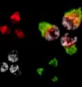 Fluorescent images of <I>C. elegans</I> sperm.  Shown in red are GSP-3/4, phosphatases required for fertility, white are membranous organelles and green is major sperm protein, a <I>C. elegans</I> protein important for motility.  GSP-3/4 is shown to be an important regulator of MSP in the Wu et al. paper.