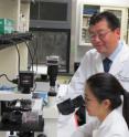 Drs. Xiao-Dong Chen and Qian Wang of The University of Texas Health Science Center San Antonio are members of the research team that discovered a young microenvironment could stimulate old stem cells to expand more rapidly.