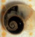 <I>Daphniola eptalophos</I> is a new hydrobiid species from central Greece.