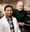 Microbiology professor Steven Blanke, doctoral student Prashant Jain and a colleague at Purdue University found a mechanism linking <I>Helicobacter pylori</I> infection, impairment of the mitochondria and cell death.