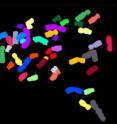 This is a color-coded image of human chromosomes.