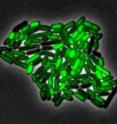 By attaching fluorescent proteins to the genetic circuit responsible for B. subtilis's stress response, the researchers can observe the cells' pulses as green flashes.