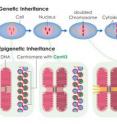 This diagram depicts the epigenetic inheritance of centromeres, as it occurs in higher organisms with a cell nucleus. During cell division, the histone CenH3 ensures that new protein is integrated into the two DNA strands. The position of the centromere can thus be passed on from one generation to the next.