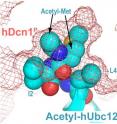 Work led by St. Jude Children's Research Hospital scientists has identified a new function for the acetyl group attached to N-terminal end of protein. This modification occurs on between 30 and 80 percent of proteins, although its function has been generally unknown.  The research focused on the interaction of the Ubc12 and Dcn1 proteins but investigators said the same mechanism might also be at work in thousands of other protein interactions. This image shows a portion of the crystal structure of the Ubc12-Dcn1 complex. The spheres represent the acetyl group and the methionine amino acid at the N-terminus of Ubc12 to which it is attached, and two other surrounding amino acids. The mesh represents the pocket on Dcn1 where the acetyl-methionine fits like a key in a key-hole. Researchers showed this connection served to accelerate the work of the Ubc12-Dcn1 complex, which helps regulate cell division. Notably, Dcn1 has been linked to cancer.