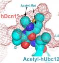 Work led by St. Jude Children's Research Hospital scientists has identified a new function for the acetyl group attached to N-terminal end of protein. This modification occurs on between 30 and 80 percent of proteins, although its function has been generally unknown.  The research focused on the interaction of the Ubc12 and Dcn1 proteins but investigators said the same mechanism might also be at work in thousands of other protein interactions. This image shows a portion of the crystal structure of the Ubc12-Dcn1 complex. The spheres represent the acetyl group and the methionine amino acid at the N-terminus of Ubc12 to which it is attached, and two other surrounding amino acids. The mesh represents the pocket on Dcn1 where the acetyl-methionine fits like a key in a key-hole. Researchers showed this connection served to accelerate the work of the Ubc12-Dcn1 complex, which helps regulate cell division. Notably, Dcn1 has been linked to cancer.