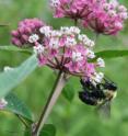 Whether a plant and its pollinator survive rapid climate change can depend upon the density and distribution of other species in the community, according to a new study.