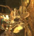 This is a photograph of the spider and mite fossilized in amber