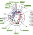 A first-of-its-kind gene map of the <i>Desulfovibrio vulgaris</i> bacterium could play an important role in future clean-ups of a wide range of contaminated environments.