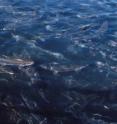 Salmon swimming within a netted pen at a fish farm in Maine.