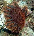This is a crown-of-thorns sea star feeding on a coral.