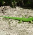 This is an Anjouan Day Gecko (Phelsuma v-nigra anjouanensis), endemic to the island of Anjouan. It also inhabits human-modified habitats.