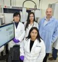 These are the JBEI researchers studying Cg1 switchgrass included (foreground) Seema Singh, (from left) Chenlin Li, Lan Sun, Blake Simmons and Dean Dibble.