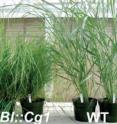 This image shows the overxpression of the Cg1 gene in switchgrass (left) compared to
Wild-type of switchgrass of the same age and grown under the same conditions.