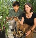 George Chuck and Sarah Hake, plant molecular geneticists at the
Plant Gene Expression Center, Albany, California, introduced a variant corngrass gene into switchgrass.