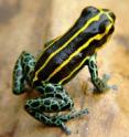Research published in the <I>American Naturalist</I> by Université de Montréal's Mathieu Chouteau links the colors and patterns of poison dart frogs to their predators. Print resolution available.