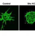 Control endothelial cells embedded in fibrin gel sprout and form new capillary-like tubes whereas Shc knockout endothelial cells fail to form new vessels.  This experiment models angiogenesis in vivo where endothelial cells must sprout off of a parent vessel in order to make a new blood vessel during development, wound healing and tumor growth.
