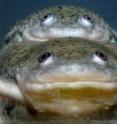 Both of these African clawed frogs are genetically male, but lifelong exposure to the herbicide atrazine transformed the frog on the bottom to female. The frog reproduced with normal males twice.