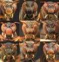 <i>Polistes fuscatus</i> paper wasps have extremely variable facial patterns that they use to recognize each other as individuals. This montage displays some of the variation seen in female paper wasp faces in this species.