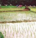 Chinese farmers are seen transplanting rice in paddy fields in Yunnan Province, China, July 1999.