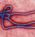 This is the Ebola virus virion. Created by CDC microbiologist Cynthia Goldsmith. The virus is shown on a colorized transmission electron micrograph.