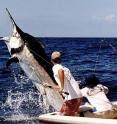 An angler encounters a large blue marlin in the Atlantic Ocean near Panama.