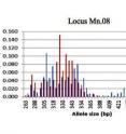 This graph shows a frequency distribution of alleles for 348 genotyped blue marlin samples from the Pacific and Atlantic oceans. The bimodal distribution allows researchers and federal seafood agents to confidently determine a sample’s ocean of origin.
