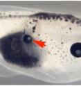 Eye developed in midsection of tadpole.