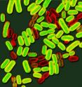 In this magnified image of genetically identical <i>Salmonella</i>, the bacteria shown in yellow-green are manufacturing the protein needed to build flagella to swim, and the reddish ones are not.