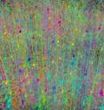 This image shows a forest of neurons.