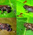 These are images of specimens of <I>Paedophryne dekot</I> (A) and (B), and <I>P. verrucosa</I> (C), and (D).