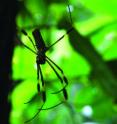 <I>Nephila clavipes</I>, a big tropical spider, has plenty of room in its body for its brain.
