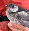 This is a critically endangered Kittlitz's murrelet (<I>Brachyramphus brevirostris</I>), which is not on the ESA protection list.