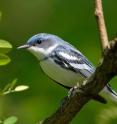 This is a cerulean warbler (<I>Dendroica cerulea</I>), which is not on the ESA protection list.